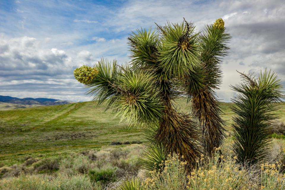 Joshua Tree In Bloom Shutterbug